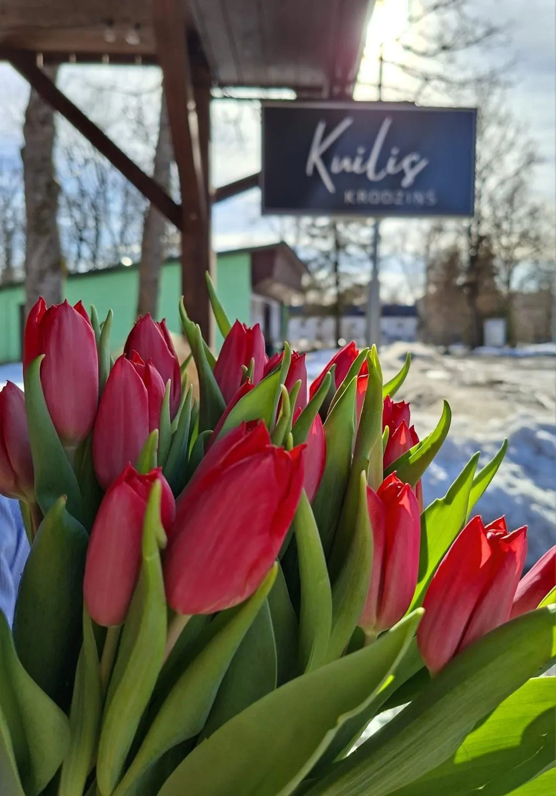 Sarkanas tulpes pie krodziņa „Kuilis” izkārtnes